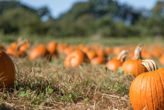 Fall Activities in Medicine Hat